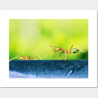 Green tree ant from Northern Qld Posters and Art